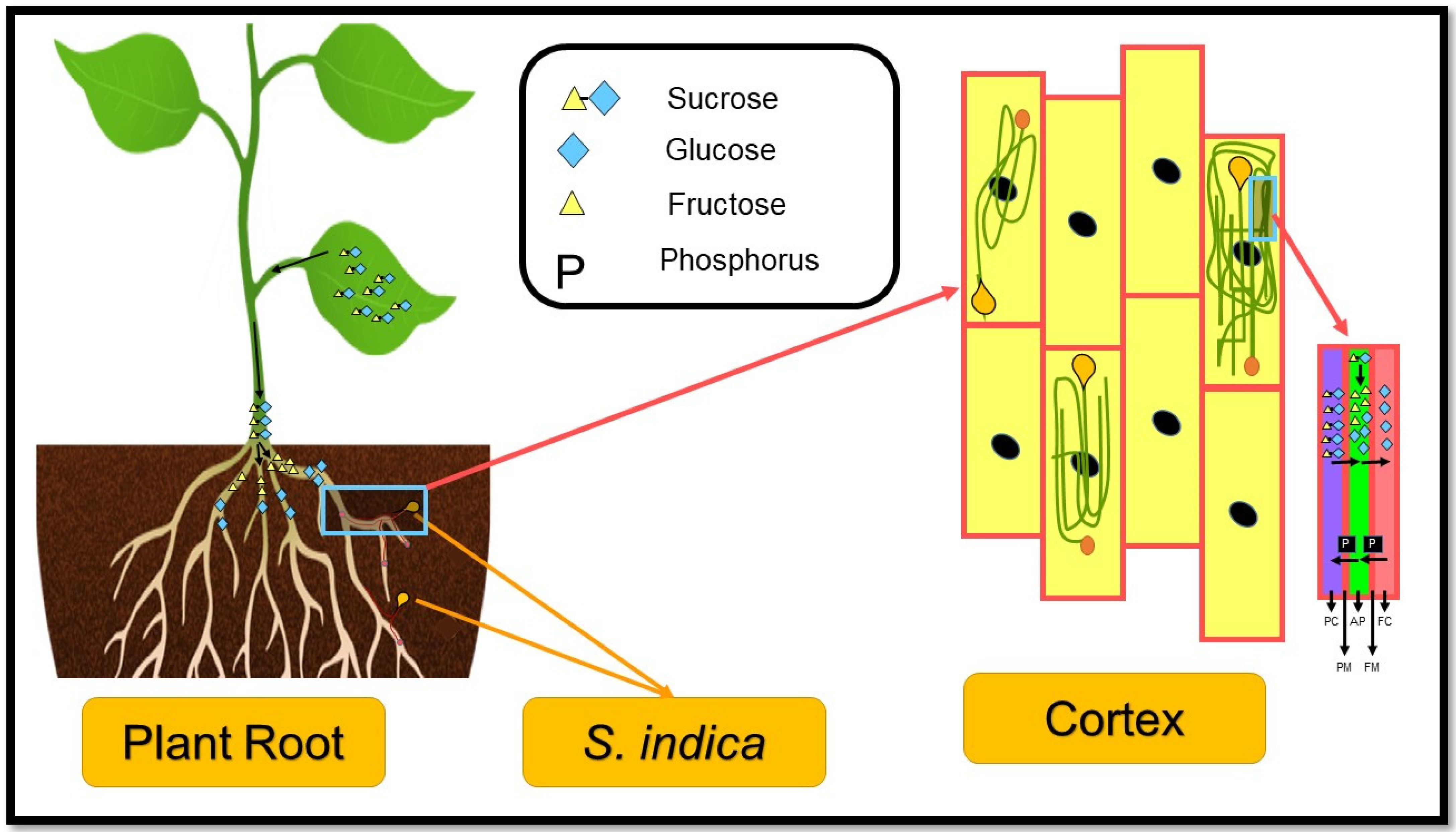 Serendipita Indica as a Plant Growth Promoter